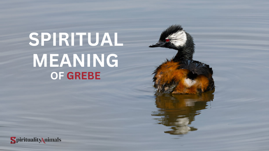 Spiritual Meaning of Grebe