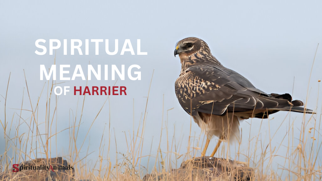 Spiritual Meaning of Harrier