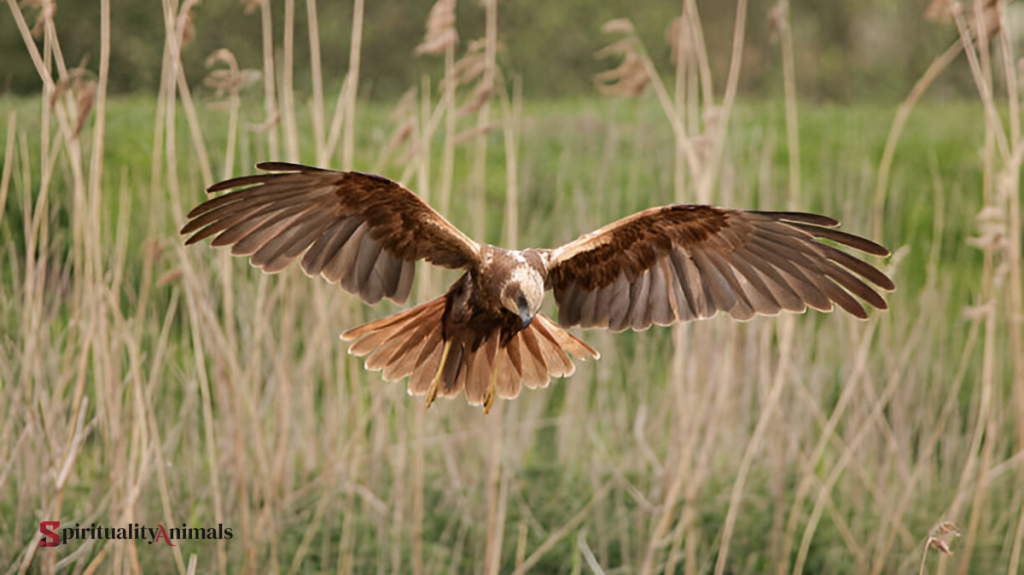 Spiritual Meaning of Harrier