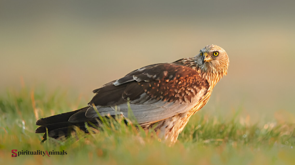 Spiritual Meaning of Harrier