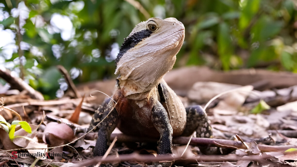 Spiritual Meaning of Iguana
