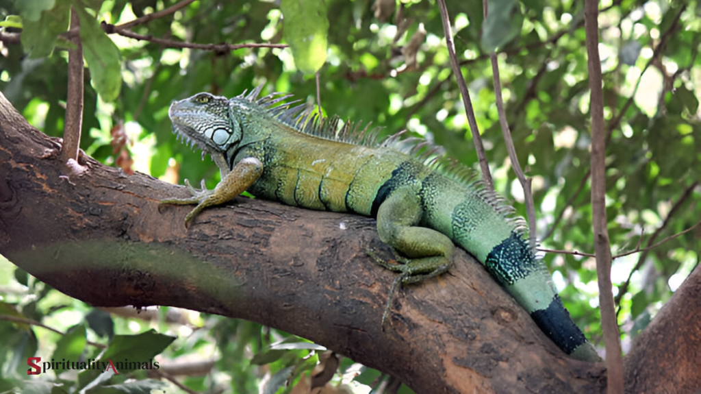 Spiritual Meaning of Iguana