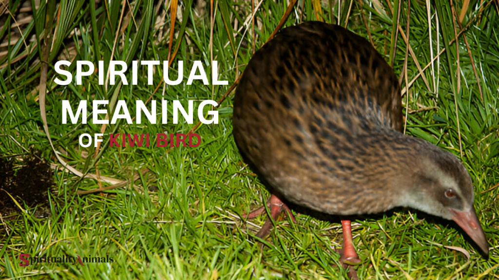 Spiritual Meaning of Kiwi Bird