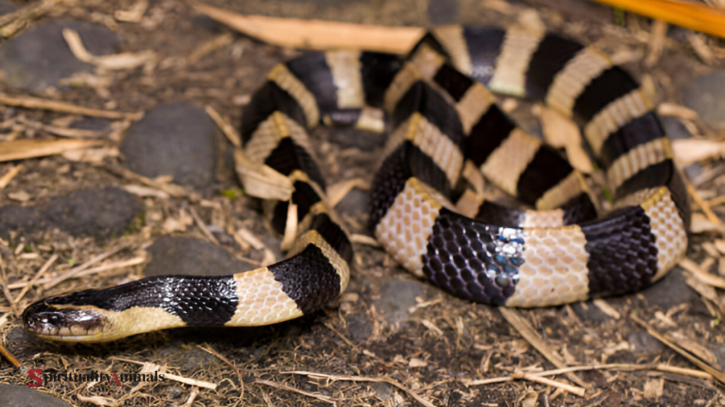 Spiritual Meaning of Krait