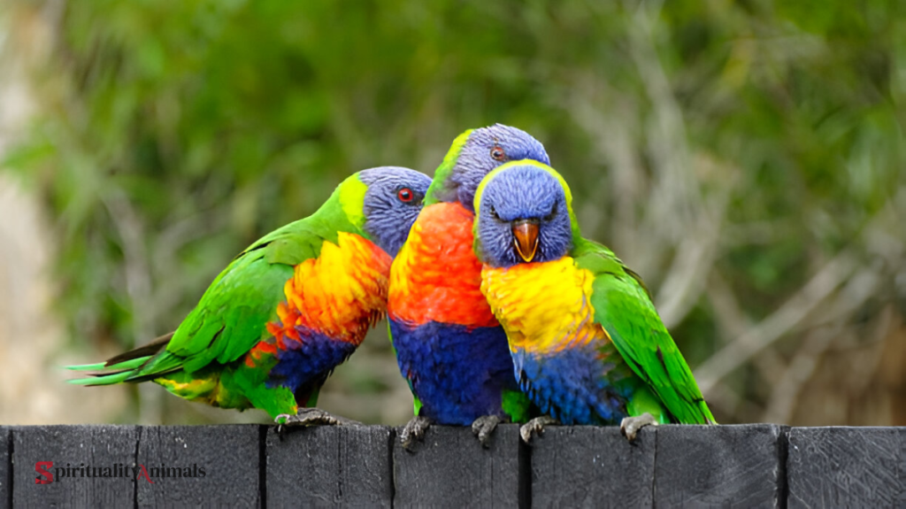 Spiritual Meaning of Lorikeet