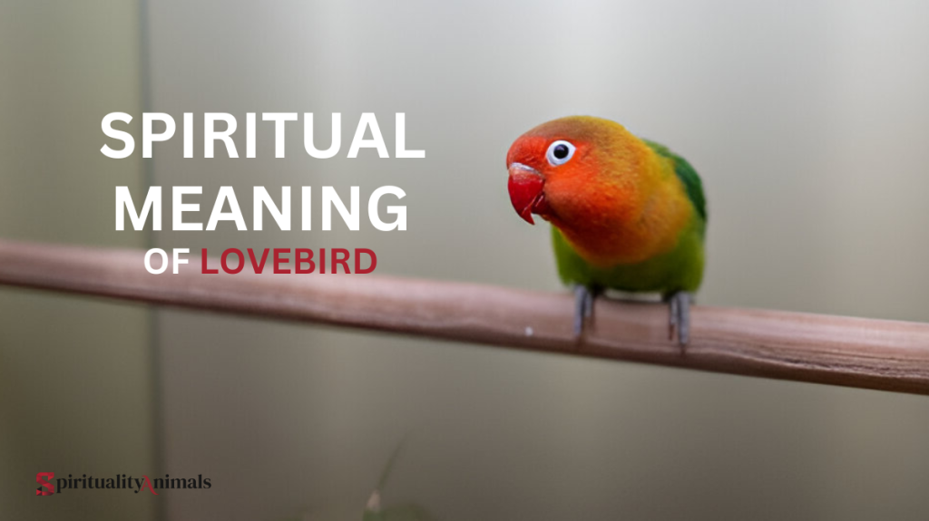 Spiritual Meaning of Lovebird