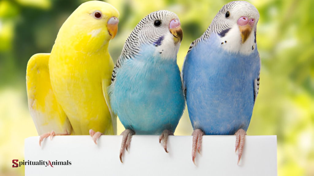 Spiritual Meaning of Lovebird