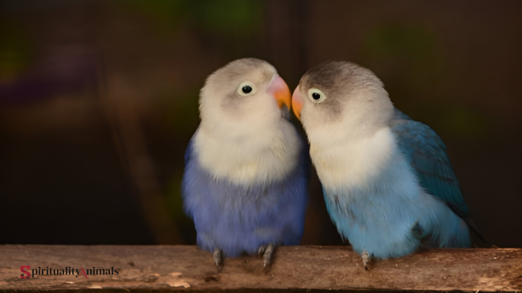 Spiritual Meaning of Lovebird