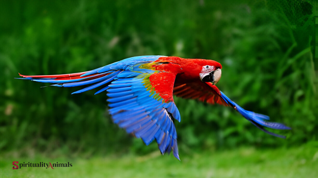 Spiritual Meaning of Macaw