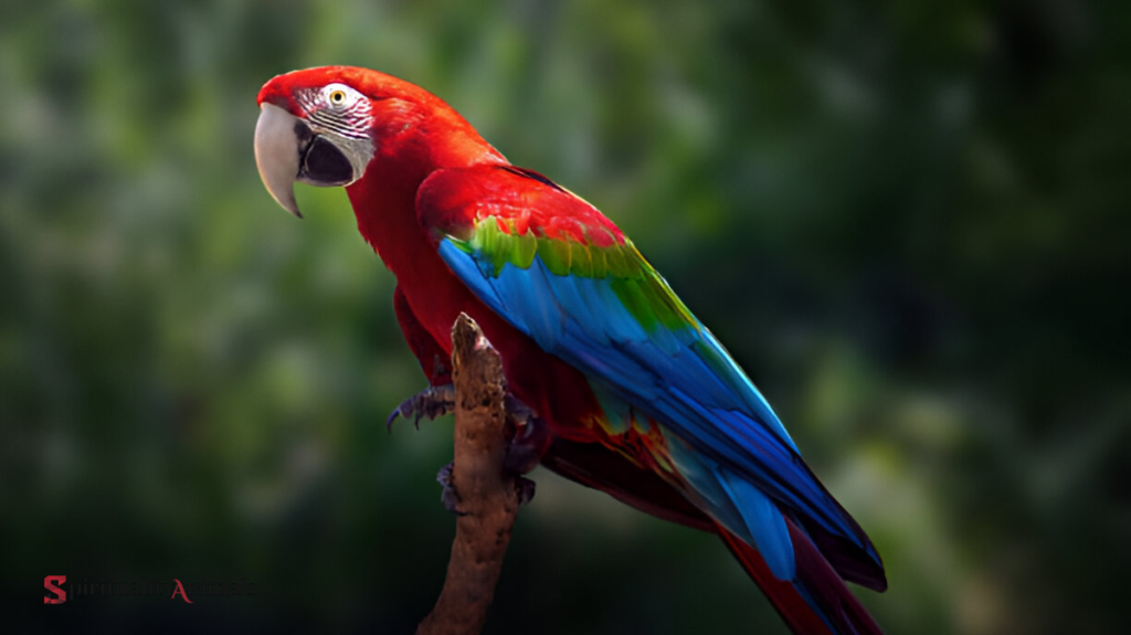 Spiritual Meaning of Macaw