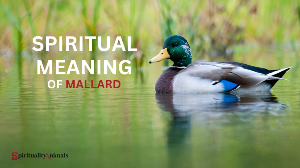 Spiritual Meaning of Mallard