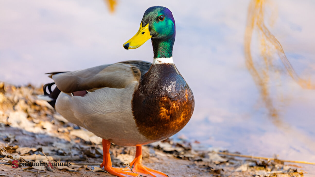 Spiritual Meaning of Mallard