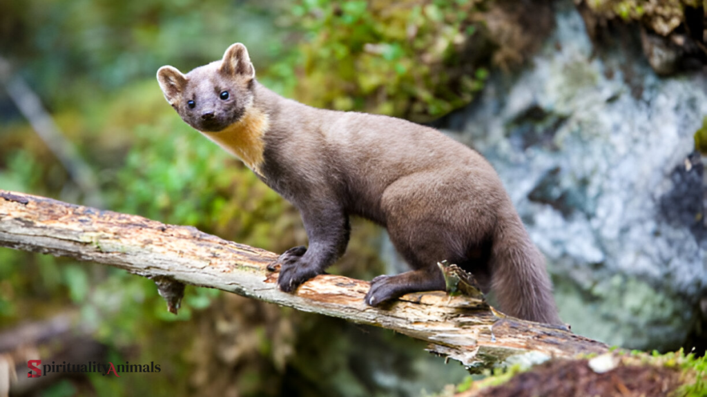 Spiritual Meaning of Marten