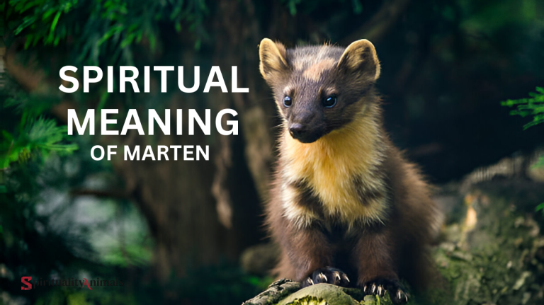 Spiritual Meaning of Marten