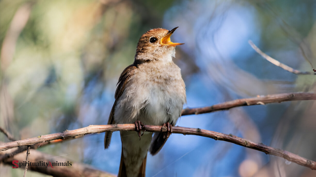 Spiritual Meaning of Nightingale