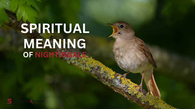 Spiritual Meaning of Nightingale