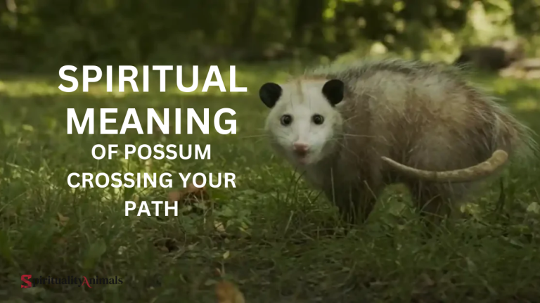 Spiritual Meaning of Possum Crossing Your Path