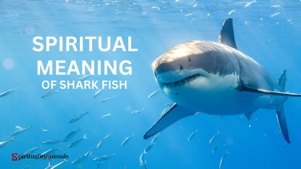 Spiritual Meaning of Shark