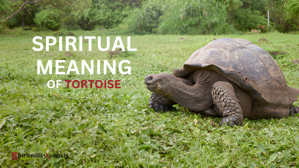 Spiritual Meaning of Tortoise