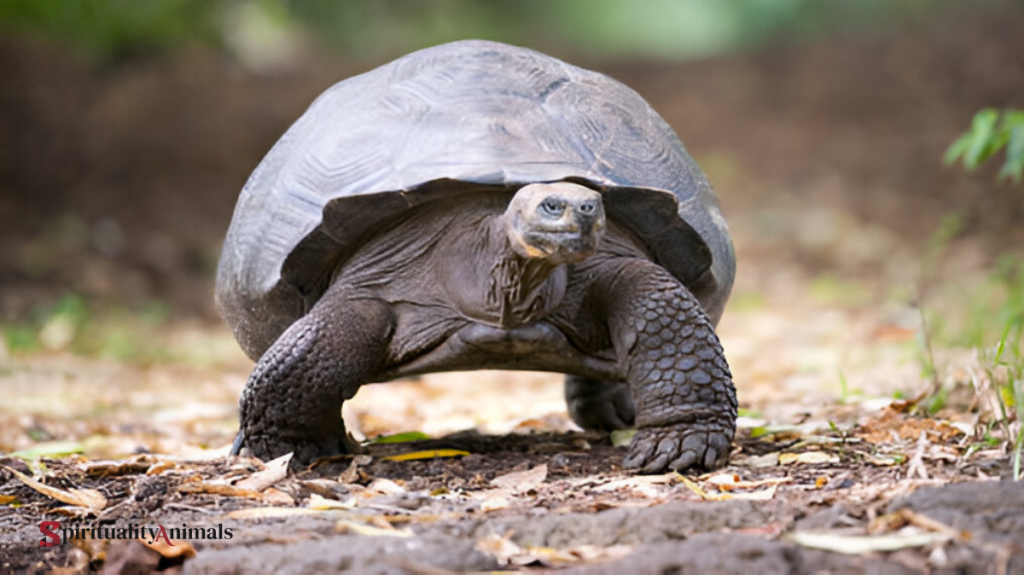 Spiritual Meaning of Tortoise
