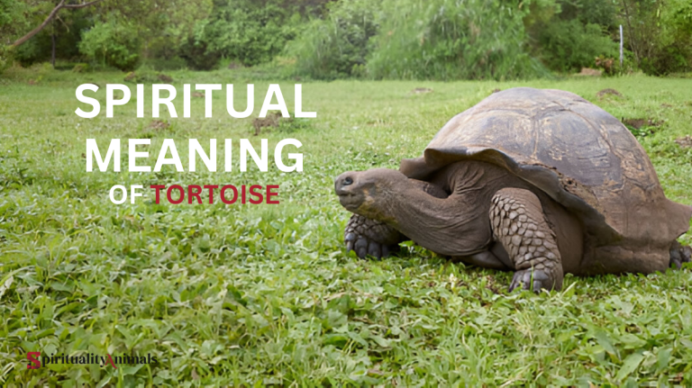 Spiritual Meaning of Tortoise