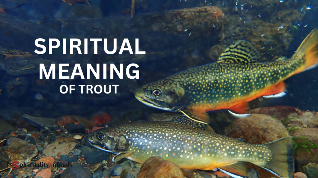 Spiritual Meaning of Trout