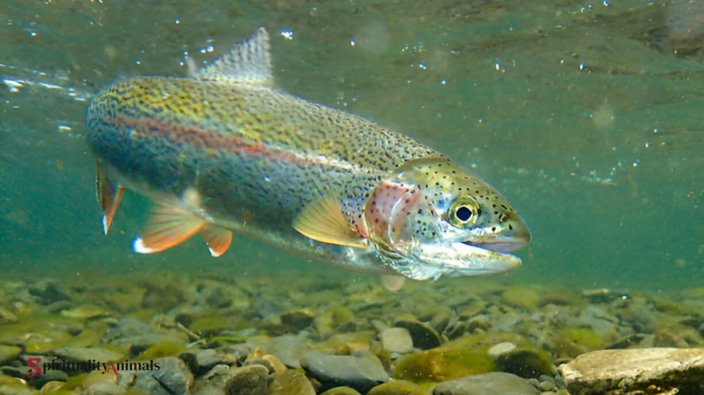 Spiritual Meaning of Trout